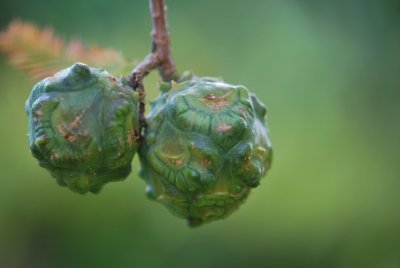 Taxodium distichum - tisovec dvouřadý - zrající plod (3)